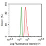 Human A549 cell line was fixed with 2% paraformaldehyde