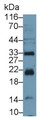 Western Blot; Sample: Mouse Cerebellum lysate Primary Ab: 0.1ug/ml Rabbit Anti-Mouse CD83 Antibody Second Ab: 0.2ug/mL HRP-Linked Caprine Anti-Rabbit IgG Polyclonal Antibody
