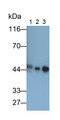 Western Blot; Samples: Lane1: Mouse Cerebrum lysate; Lane2: Mouse Heart lysate; Lane3: Mouse Skeletal muscle lysate; Primary Ab: 0.01ug/ml Rabbit Anti-Mouse CKM Antibody; Second Ab: 0.2ug/ml HRP-Linked Caprine Anti-Rabbit IgG Polyclonal Antibody