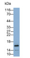 Western Blot; Sample: Mouse Testis lysate; Primary Ab: 2ug/ml Mouse Anti-Human IGF1 Antibody; Second Ab: 0.2ug/mL HRP-Linked Caprine Anti-Mouse IgG Polyclonal Antibody