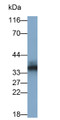 Western Blot; Sample: Human Saliva; Primary Ab: 0.01ug/ml Rabbit Anti-Human PRB2 Antibody; Second Ab: 0.2ug/ml HRP-Linked Caprine Anti-Rabbit IgG Polyclonal Antibody