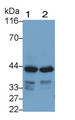 Western Blot; Sample: Lane1: Rat Heart lysate; Lane2: Mouse Heart lysate Primary Ab: 0.8ug/ml Mouse Anti-Human SEPP1 Antibody Second Ab: 0.2ug/mL HRP-Linked Caprine Anti-Mouse IgG Polyclonal Antibody