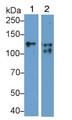 Western Blot; Sample: Lane1: Porcine Cerebrum lysate; Lane2: Porcine Cerebellum lysate Primary Ab: 0.5ug/ml Mouse Anti-Human CD56 Antibody Second Ab: 0.2ug/mL HRP-Linked Caprine Anti-Mouse IgG Polyclonal Antibody