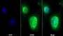 AF488 staining on IF; Sample: U2OS cell; Primary Ab: 20ug/ml Rabbit Anti-Rat OPA1 Antibody; Second Ab: 2ug/ml AF488-Linked Caprine Anti-Rabbit IgG Polyclonal Antibody