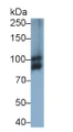 Western Blot; Sample: Rat Cerebrum lysate Primary Ab: 0.04ug/ml Rabbit Anti-Rat OPA1 Antibody Second Ab: 0.2ug/mL HRP-Linked Caprine Anti-Rabbit IgG Polyclonal Antibody