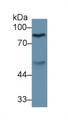 Western Blot; Sample: Rat Serum; Primary Ab: 2ug/ml Mouse Anti-Human F1 2 Antibody; Second Ab: 0.2ug/mL HRP-Linked Caprine Anti-Mouse IgG Polyclonal Antibody