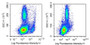 Mouse peripheral blood lymphocytes were stained with 20ug/ml rabbit Anti-Mouse CD19 Polyclonal Antibody