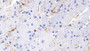 DAB staining on IHC-P; Samples: Mouse Cerebrum Tissue; Primary Ab: 20ug/ml Mouse Anti-Mouse GFAP Antibody; Second Ab: 2ug/mL HRP-Linked Caprine Anti-Mouse IgG Polyclonal Antibody