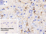 DAB staining on IHC-P; Sample: Mouse Cerebellum Tissue; Primary Ab: 20ug/ml Mouse Anti-Mouse GFAP Antibody; Control: Used PBS instead of primary antibody; Second Ab: 2ug/ml HRP-Linked Caprine Anti-Mouse IgG Polyclonal Antibody
