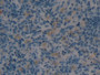 DAB staining on IHC-P; Samples: Rat Spleen Tissue; Primary Ab: 5ug/ml Rabbit Anti-Multi-species Ang1-7 Antibody; Second Ab: 2ug/mL HRP-Linked Caprine Anti-Rabbit IgG Polyclonal Antibody