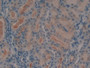 DAB staining on IHC-P; Samples: Rat Kidney Tissue; Primary Ab: 5ug/ml Rabbit Anti-Multi-species Ang1-7 Antibody; Second Ab: 2ug/mL HRP-Linked Caprine Anti-Rabbit IgG Polyclonal Antibody