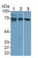 Western Blot; Sample: Lane1: Bovine Serum; Lane2: Bovine Cerebrum lysate; Lane3: HepG2 cell lysate Primary Ab: 2ug/ml Mouse Anti-Bovine aFP Antibody Second Ab: 0.2ug/mL HRP-Linked Caprine Anti-Mouse IgG Polyclonal Antibody