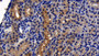 DAB staining on IHC-P; Sample: Human Kidney Tissue; Primary Ab: 10ug/ml Mouse Anti-Human ACE2 Antibody; Second Ab: 2ug/mL HRP-Linked Caprine Anti-Mouse IgG Polyclonal Antibody