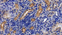 DAB staining on IHC-P; Sample: Human Kidney Tissue; Primary Ab: 10ug/ml Mouse Anti-Human ACE2 Antibody Second Ab: 2ug/mL HRP-Linked Caprine Anti-Mouse IgG Polyclonal Antibody
