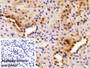 DAB staining on IHC-P; Sample: Rat Kidney Tissue; Primary Ab: 10ug/ml Rabbit Anti-Rat SMAD3 Antibody; Control: Used PBS instead of primary antibody; Second Ab: 2ug/ml HRP-Linked Caprine Anti-Rabbit IgG Polyclonal Antibody