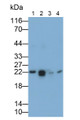 Western Blot; Samples: Lane1: Mouse Heart lysate; Lane2: Mouse Liver lysate; Lane3: Rat Liver lysate; Lane4: Hela cell lysate; Primary Ab: 0.05ug/ml Rabbit Anti-Mouse Bax Antibody Second Ab: 0.2ug/ml HRP-Linked Caprine Anti-Rabbit IgG Polyclonal Antibody