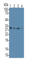 Western Blot; Sample: Lane1: Rat Thymus lysate; Lane2: Hela cell lysate; Lane3: Jurkat cell lysate; Lane4: A431 cell lysate Primary Ab: 3ug/ml Mouse Anti-Human MAPRE1 Antibody Second Ab: 0.2ug/mL HRP-Linked Caprine Anti-Mouse IgG Polyclonal Antibody