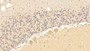 DAB staining on IHC-P; Sample: Human Cerebellum Tissue; Primary Ab: 30ug/ml Mouse Anti-Human TF Antibody; Second Ab: 2ug/mL HRP-Linked Caprine Anti-Mouse IgG Polyclonal Antibody