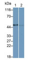 Western Blot; Sample: Lane1: Hela cell lysate; Lane2: BXPC3 cell lysate Primary Ab: 0.2ug/ml Mouse Anti-Human CEACAM8 Antibody Second Ab: 0.2ug/mL HRP-Linked Caprine Anti-Mouse IgG Polyclonal Antibody