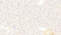 DAB staining on IHC-P; Sample: Human Liver Tissue; Primary Ab: 30ug/ml Mouse Anti-Human ALPL Antibody Second Ab: 2ug/mL HRP-Linked Caprine Anti-Mouse IgG Polyclonal Antibody