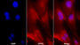 Cy3 staining on IF; Sample: Primary Canine Spermatogonium Cells cell; Primary Ab: 30ug/ml Mouse Anti-Human ALPL Antibody; Second Ab: 2ug/ml Cy3-Linked Caprine Anti-Mouse IgG Polyclonal Antibody
