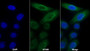 AF488 staining on IF; Sample: MCF7 cell; Primary Ab: 20ug/ml Mouse Anti-Human MMP13 Antibody; Second Ab: 2ug/ml AF488-Linked Caprine Anti-Mouse IgG Polyclonal Antibody