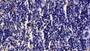 DAB staining on IHC-P; Sample: Mouse Spleen Tissue; Primary Ab: 30ug/ml Mouse Anti-Mouse GZMK Antibody Second Ab: 2ug/mL HRP-Linked Caprine Anti-Mouse IgG Polyclonal Antibody