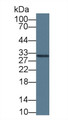 Western Blot; Sample: Rat Liver lysate; Primary Ab: 5ug/ml Mouse Anti-Human EPO Antibody Second Ab: 0.2ug/mL HRP-Linked Caprine Anti-Mouse IgG Polyclonal Antibody