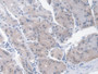DAB staining on IHC-P; Sample: Human Stomach Tissue; Primary Ab: 30ug/ml Mouse Anti-Human EPO Antibody; Second Ab: 2ug/mL HRP-Linked Caprine Anti-Mouse IgG Polyclonal Antibody