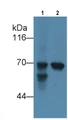 Western Blot; Sample: Lane1: Human Liver lysate; Lane2: Human Lung lysate Primary Ab: 3ug/ml Mouse Anti-Human aFP Antibody Second Ab: 0.2ug/mL HRP-Linked Caprine Anti-Mouse IgG Polyclonal Antibody