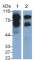 Western Blot; Samples: Lane1: Rat Heart lysate; Lane2: Rat Cerebrum lysate; Primary Ab: 0.2ug/ml Mouse Anti-Human NEXN Antibody; Second Ab: 0.2ug/ml HRP-Linked Caprine Anti-Mouse IgG Polyclonal Antibody