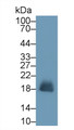 Western Blot; Sample: Human Urine Primary Ab: 2ug/ml Mouse Anti-Human RNASE2 Antibody Second Ab: 0.2ug/mL HRP-Linked Caprine Anti-Mouse IgG Polyclonal Antibody