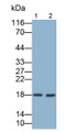 Western Blot; Samples: Lane1: Human Urine; Lane2: Human Leukocyte lysate; Primary Ab: 0.2ug/ml Mouse Anti-Human RNASE2 Antibody; Second Ab: 0.2ug/ml HRP-Linked Caprine Anti-Mouse IgG Polyclonal Antibody