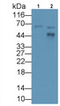 Western Blot Sample: Lane1: Human Placenta lysate; Lane2: Human Urine Primary Ab: 2ug/ml Mouse Anti-Human APOH Antibody Second Ab: 0.2ug/mL HRP-Linked Caprine Anti-Mouse IgG Polyclonal Antibody