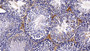 DAB staining on IHC-P; Sample: Mouse Testis Tissue; Primary Ab: 20ug/ml Rabbit Anti-Mouse C1INH Antibody Second Ab: 2ug/mL HRP-Linked Caprine Anti-Rabbit IgG Polyclonal Antibody