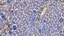 DAB staining on IHC-P; Sample: Mouse Kidney Tissue; Primary Ab: 20ug/ml Rabbit Anti-Mouse C1INH Antibody; Second Ab: 2ug/mL HRP-Linked Caprine Anti-Rabbit IgG Polyclonal Antibody