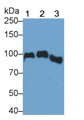 Western Blot; Sample: Lane1: Human Serum; Lane2: Human Plasma; Lane2: Human Placenta lysate Primary Ab: 0.04ug/ml Mouse Anti-Human ANG Antibody Second Ab: 0.2ug/mL HRP-Linked Caprine Anti-Mouse IgG Polyclonal Antibody