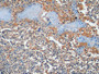 DAB staining on IHC-P; Sample: Human Tonsil Tissue; Primary Ab: 10ug/ml Mouse Anti-Multi-species ACTb Antibody Second Ab: 2ug/mL HRP-Linked Caprine Anti-Mouse IgG Polyclonal Antibody