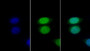 FITC staining on IF; Sample: Human Hela cell; Primary Ab: 30ug/ml Mouse Anti-Human LMNB1 Antibody Second Ab: 2ug/ml FITC-Linked Caprine Anti-Mouse IgG Polyclonal Antibody