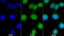 AF488 staining on IF; Sample: Hela cell; Primary Ab: 30ug/ml Mouse Anti-Human LMNB1 Antibody; Second Ab: 2ug/ml AF488-Linked Caprine Anti-Mouse IgG Polyclonal Antibody