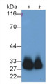 Western Blot; Sample: Lane1: Human Leukocyte lysate; Lane2: Human PBMC lysate Primary Ab: 0.5ug/ml Mouse Anti-Human AZU Antibody Second Ab: 0.2ug/mL HRP-Linked Caprine Anti-Mouse IgG Polyclonal Antibody