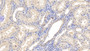 DAB staining on IHC-P; Sample: Human Kidney Tissue; Primary Ab: 10ug/ml Mouse Anti-Human Ub Antibody Second Ab: 2ug/mL HRP-Linked Caprine Anti-Mouse IgG Polyclonal Antibody