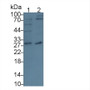 Western Blot; Sample: Lane1: Porcine Liver lysate; Lane2: Raji cell lysate Primary Ab: 1ug/ml Rabbit Anti-Multi-species CD320 Antibody Second Ab: 0.2ug/mL HRP-Linked Caprine Anti-Rabbit IgG Polyclonal Antibody