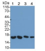 Western Blot; Sample: Lane1: Mouse Cerebrum lysate; Lane2: Mouse Liver lysate; Lane3: Mouse Skeletal muscle lysate; Lane4: Rat Cerebrum lysate Primary Ab: 0.2ug/ml Rabbit Anti-Mouse ATP5d Antibody Second Ab: 0.2ug/mL HRP-Linked Caprine Anti-Rabbit IgG Polyclonal Antibody