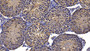 DAB staining on IHC-P; Sample: Mouse Testis Tissue; Primary Ab: 20ug/ml Rabbit Anti-Human HSP90b1 Antibody; Second Ab: 2ug/mL HRP-Linked Caprine Anti-Rabbit IgG Polyclonal Antibody