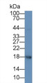 Western Blot; Sample: Human Placenta lysate Primary Ab: 4ug/ml Mouse Anti-Human FSH Antibody Second Ab: 0.2ug/mL HRP-Linked Caprine Anti-Mouse IgG Polyclonal Antibody