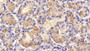 DAB staining on IHC-P; Sample: Porcine Pituitary Tissue; Primary Ab: 30ug/ml Mouse Anti-Multi-species FSHb Antibody Second Ab: 2ug/mL HRP-Linked Caprine Anti-Mouse IgG Polyclonal Antibody