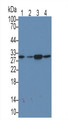 Western Blot; Sample: Lane1: Rat Thymus lysate; Lane2: Hela cell lysate; Lane3: Jurkat cell lysate; Lane4: A431 cell lysate Primary Ab: 3ug/ml Mouse Anti-Human MAPRE1 Antibody Second Ab: 0.2ug/mL HRP-Linked Caprine Anti-Mouse IgG Polyclonal Antibody