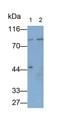 Western Blot; Samples: Lane1: Hela cell lysate; Lane2: HepG2 cell lysate; Primary Ab: 0.2ug/ml Mouse Anti-Human ARNT Antibody; Second Ab: 0.2ug/ml HRP-Linked Caprine Anti-Mouse IgG Polyclonal Antibody