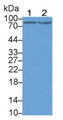 Western Blot; Sample: Lane1: U87MG cell lysate; Lane2: 293T cell lysate Primary Ab: 5ug/ml Mouse Anti-Human DCLK1 Antibody Second Ab: 0.2ug/mL HRP-Linked Caprine Anti-Mouse IgG Polyclonal Antibody